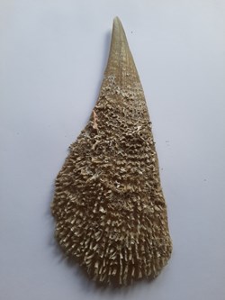 Pinna Nobilis (Nacra)