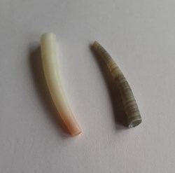 Antalis vulgaris