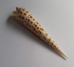Terebra Areolata