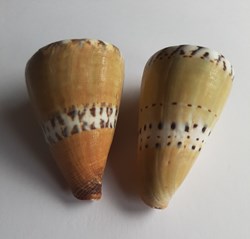 Conus mustelinus