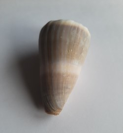 Conus lividus