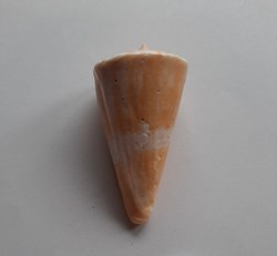 Conus voluminalis