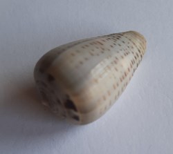 Conus glaucus