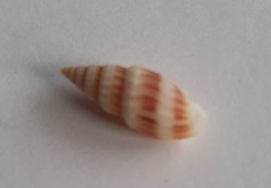 Vexilium michaui