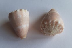 Conus miliaris
