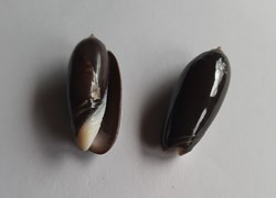 Oliva tigridella oriola