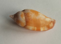 Strombus fragilis
