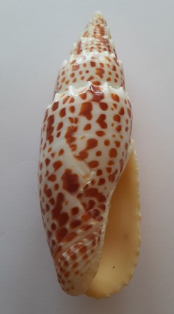 Mitra Papalis