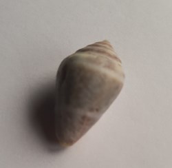 Conus mediterraneus