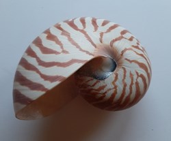 Nautilus Pompilus