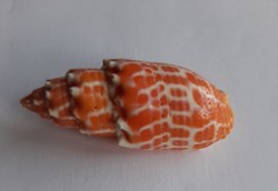 Mitra stictica