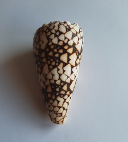 Conus bandanus