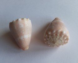 Conus miliaris