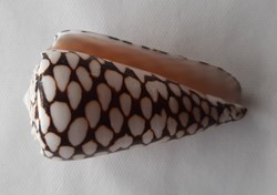 Conus Marmoreus