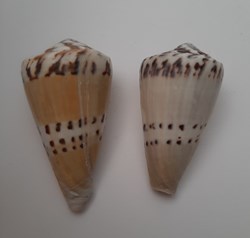 Conus Capitaneus