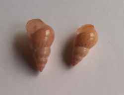 Phasianella solida