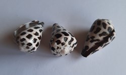 Conus ebraeus