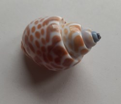 Babylonia spirata