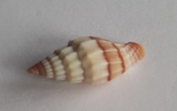 Vexilium plicarium