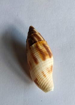 Nebularia eremitarum o mitra adusta