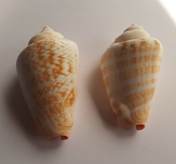 Strombus luhuanus