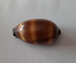 Talparia Talpa