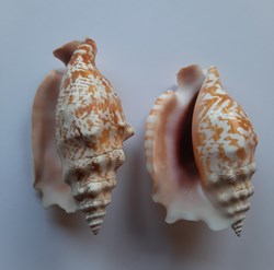 Strombus Sinuatus
