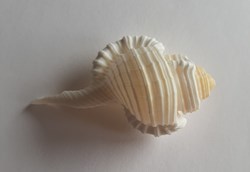 cymatium gutturnium