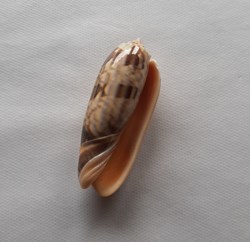 Oliva bulbosa