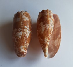 Conus geographus