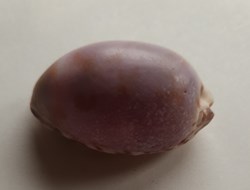 Cypraea maculifera