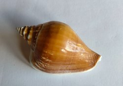 Euprotomus bulla
