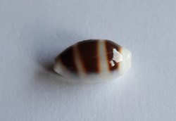 Cypraea asellus