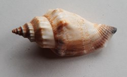 Stombus urceus