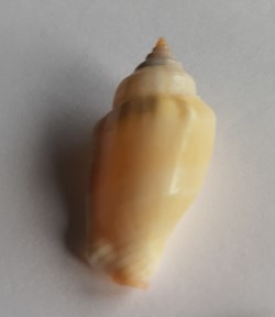 Strombus mutabilis
