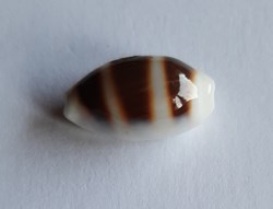 Cypraea palmadusta asellus