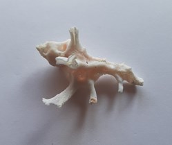 Homalocantha Anatómica Zamboi