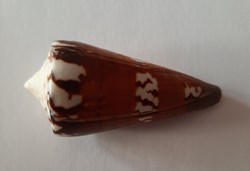 Conus Generalis