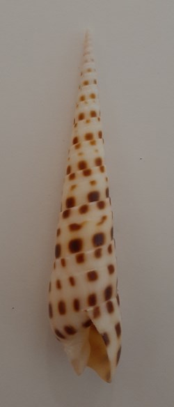 Terebra Subulata
