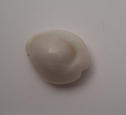 Cypraea monetaria Annulus