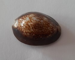 Cypraea monetaria Caputserpentis