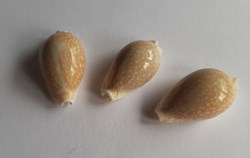 Erosaria miliaris