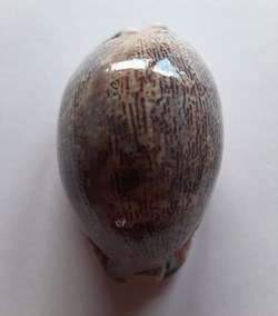 Cypraea Histrio