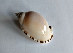 Casmaria erinaceus