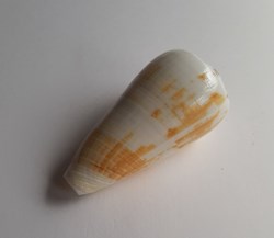 Conus magus