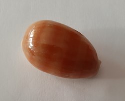 Lyncina Carneola