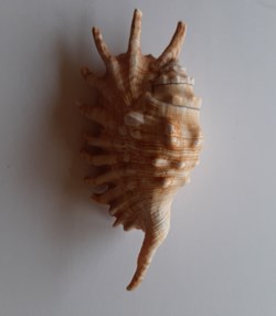 Lambis millipeda