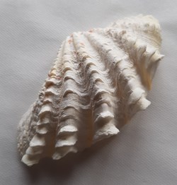 Tridacna Squamosa