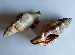 Monoplex pilearus