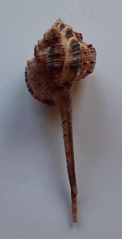 Haustellum Haustellum